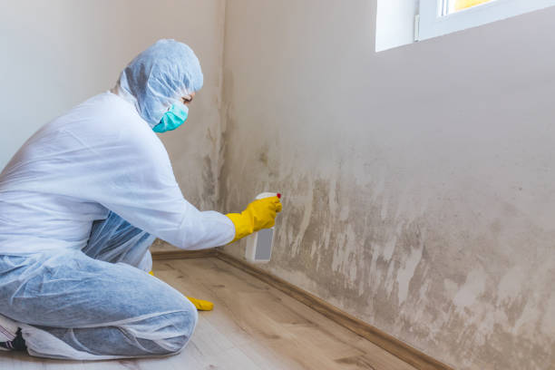 Licensed Mold Testing service in Clinton, KY - WQB Mold Removal