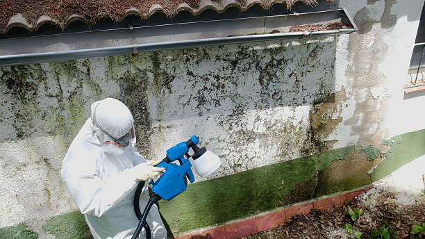 Top rated local Mold Testing specialists in Clinton, KY
